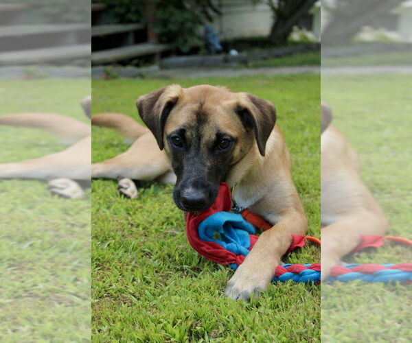 Medium Photo #23 Black Mouth Cur-Unknown Mix Puppy For Sale in Brewster, NY, USA