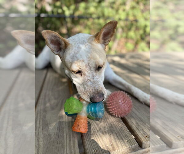 Medium Photo #8 Mutt Puppy For Sale in Elmsford, NY, USA