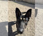 Small #19 German Shepherd Dog Mix