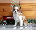 Small #2 Cavalier King Charles Spaniel