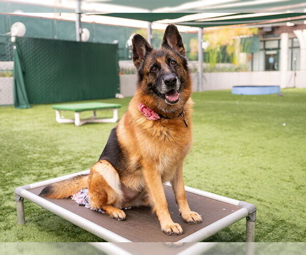 Medium Photo #1 German Shepherd Dog Puppy For Sale in Pasadena, CA, USA