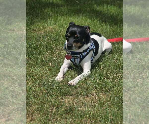 Medium Photo #10 Rat-Cha Puppy For Sale in Mundelein, IL, USA