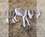 Small #3 Mutt
