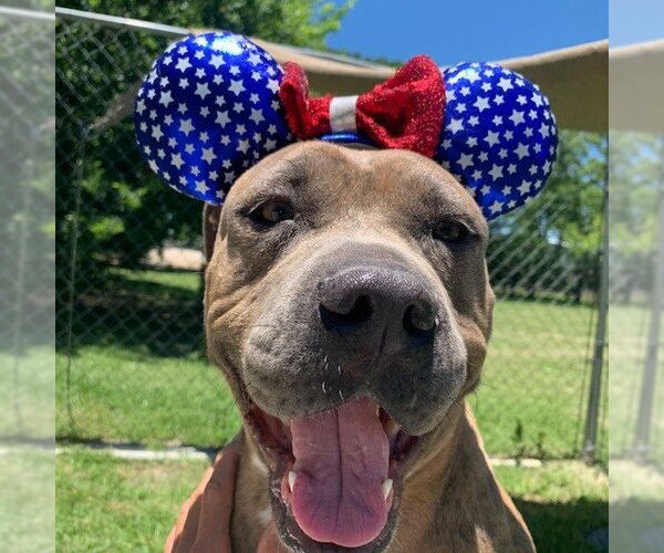 Medium Photo #4 American Pit Bull Terrier-Unknown Mix Puppy For Sale in San Leon, TX, USA