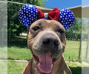 Hope - Female American Pit Bull Terrier-Unknown Mix Dog for Adoption - Photo #4