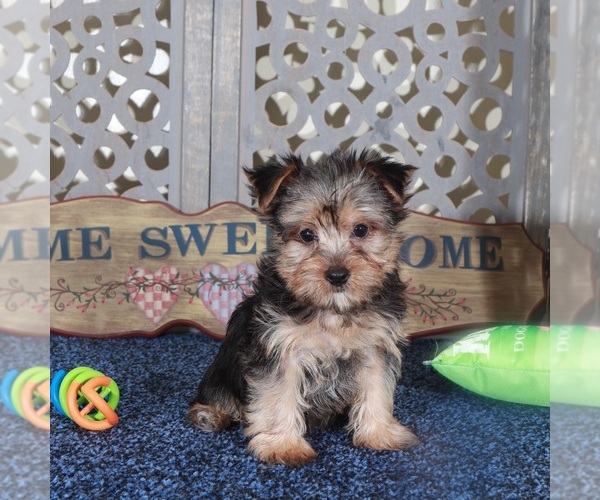 Medium Photo #3 Yorkshire Terrier Puppy For Sale in MOUNT VERNON, OH, USA