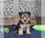 Small #2 Yorkshire Terrier