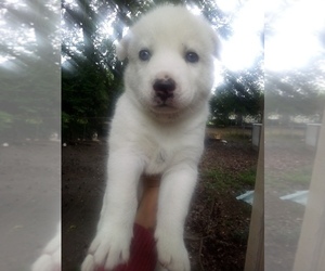 Siberian Husky Puppy for sale in FLORENCE, SC, USA