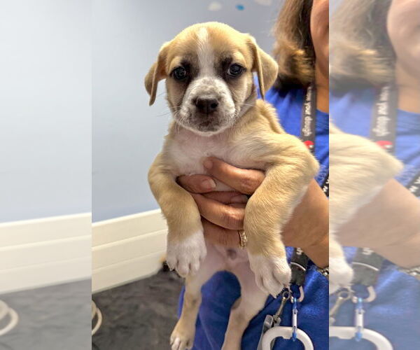 Medium Photo #6 American Boston Bull Terrier Puppy For Sale in GILBERTS, IL, USA