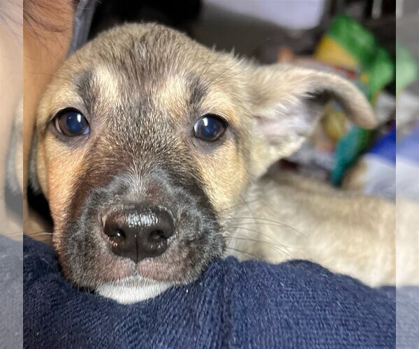 Medium Photo #19 Australian Kelpie-Unknown Mix Puppy For Sale in Dana Point, CA, USA