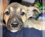 Small #18 Australian Kelpie Mix