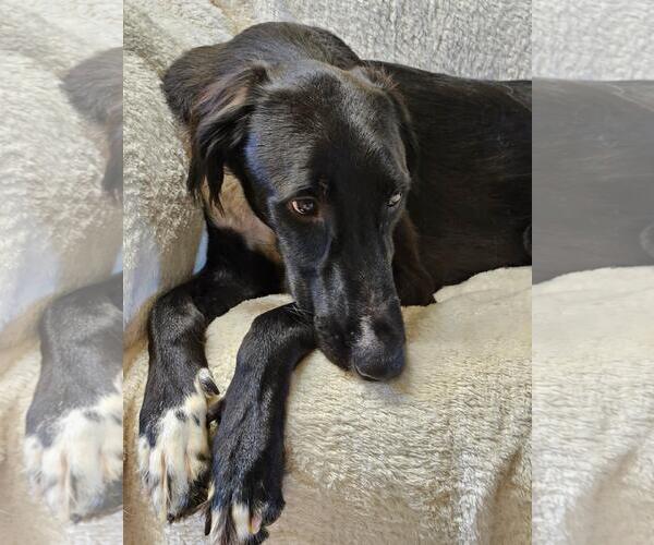 Medium Photo #3 Greyhound-Saluki Mix Puppy For Sale in Agoura Hills, CA, USA