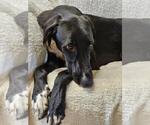 Small #2 Greyhound-Saluki Mix