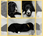 Puppy Tippy Goldendoodle