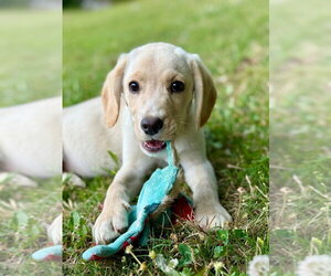 Labbe Dogs for adoption in Lawrenceville, NJ, USA