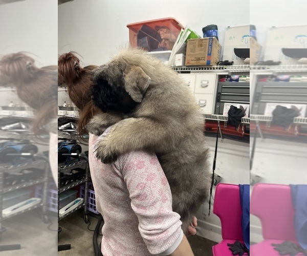 Medium Photo #5 Bouvier Des Flandres Puppy For Sale in LOUISVILLE, KY, USA