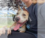 Small #2 American Pit Bull Terrier Mix