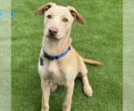 Small #3 Labrador Retriever Mix
