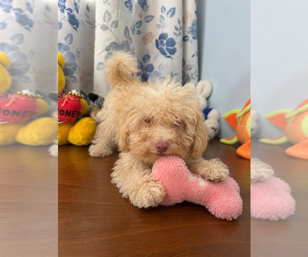 Medium Photo #26 Bichpoo Puppy For Sale in DURHAM, CT, USA