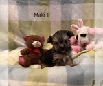 Small #8 Morkie