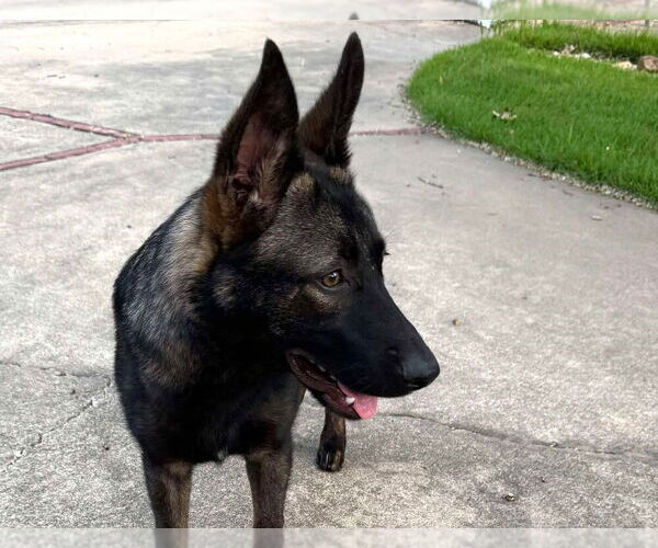 Medium Photo #2 German Shepherd Dog-Unknown Mix Puppy For Sale in Imlay City, MI, USA