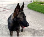 Small #1 German Shepherd Dog Mix