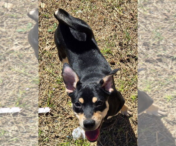 Medium Photo #2 Labrador Retriever-Spaniel Mix Puppy For Sale in San Antonio, TX, USA