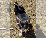 Small #1 Labrador Retriever-Spaniel Mix