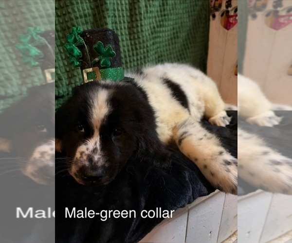 Medium Photo #2 Newfoundland Puppy For Sale in AURORA, IN, USA