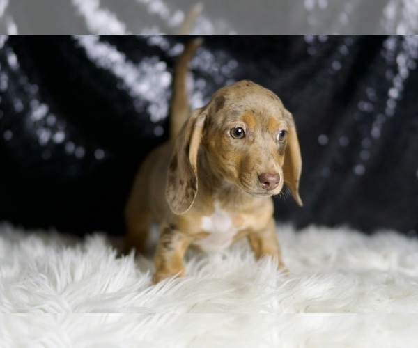 Medium Photo #6 Dachshund Puppy For Sale in WARSAW, IN, USA