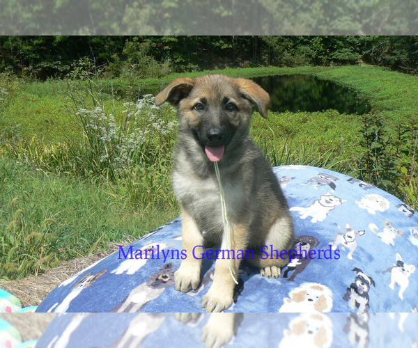Medium Photo #6 German Shepherd Dog Puppy For Sale in PIEDMONT, MO, USA