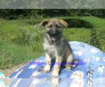 Small #5 German Shepherd Dog