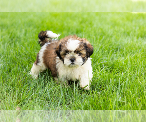 Shih Tzu Puppy for sale in NAPPANEE, IN, USA