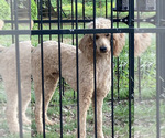 Small Photo #1 Pyredoodle Puppy For Sale in DOOLIE, NC, USA
