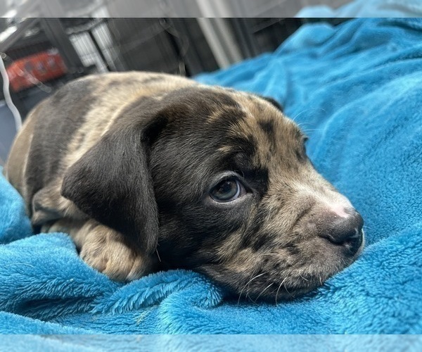 Medium Photo #164 American Bully Puppy For Sale in REESEVILLE, WI, USA
