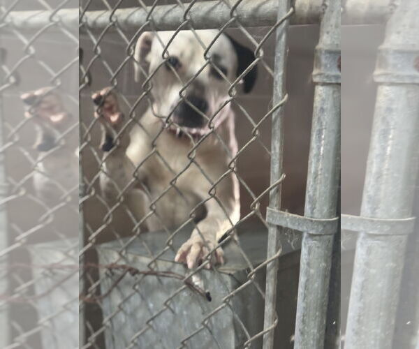 Medium Photo #3 American Pit Bull Terrier-Unknown Mix Puppy For Sale in Waldron, AR, USA