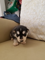 Siberian Husky Puppy for sale in BLUE JAY, CA, USA