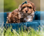 Small #2 Poodle (Miniature)