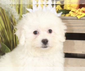 Bichon Frise Puppy for sale in MOUNT VERNON, OH, USA