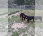 Small Photo #7 Rottweiler Puppy For Sale in PINE KNOT, KY, USA