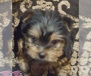 Yorkshire Terrier Puppy for sale in BOGART, GA, USA
