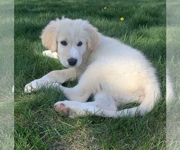 Medium Photo #4 Golden Pyrenees Puppy For Sale in Brooklyn Center, MN, USA