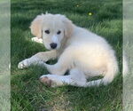 Small #3 Golden Pyrenees