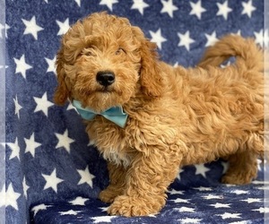 Goldendoodle Puppy for sale in LANCASTER, PA, USA