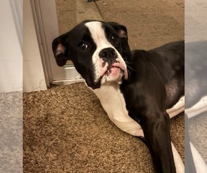 Boxer Puppy for sale in KEIZER, OR, USA