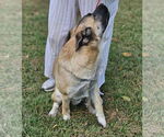 Small #15 Mutt