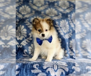 Pomeranian Puppy for sale in CHRISTIANA, PA, USA