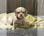 Small #3 Shih Tzu