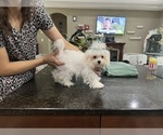 Small #5 Maltese