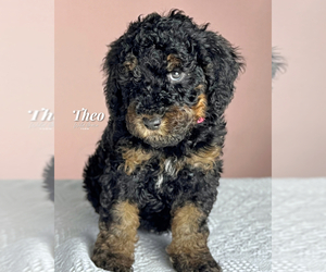 Poodle (Standard) Puppy for sale in TAYLORSVILLE, NC, USA
